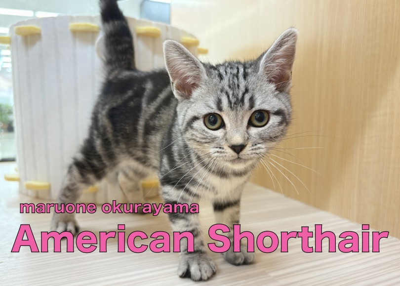 【 アメリカンショートヘア 】ネコちゃん初心者でも育てやすいポイント3選！！