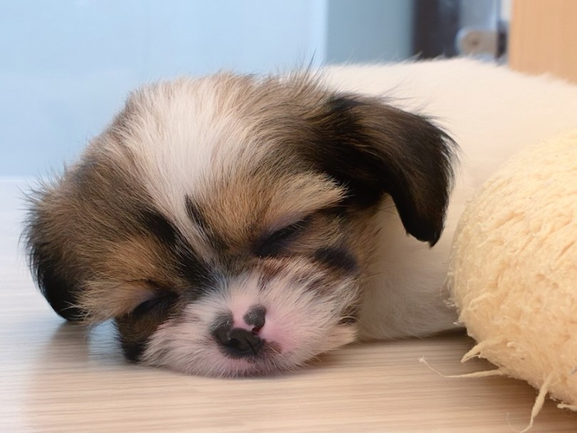 入店間もなく天使の寝顔を披露♡ | MIX犬 チワズー （16-376） - 横浜 今宿店