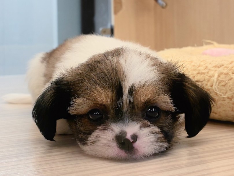 小ぶりなシーズーちゃんをお探しの方は見逃し厳禁！ | MIX犬 チワズー （16-376） - 横浜 今宿店