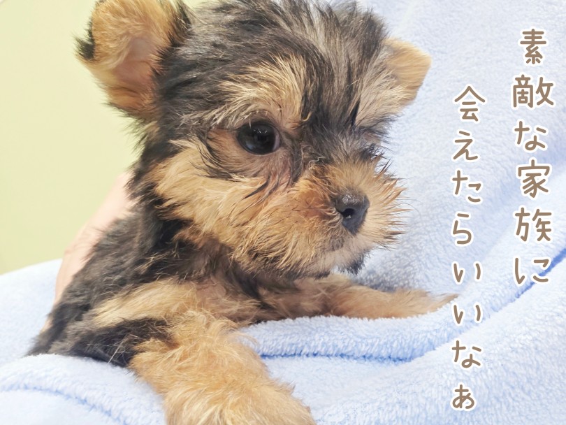 お店でヨーキーちゃんをお膝に乗せながらお話しましょう♪ | ヨークシャーテリア (17-361) - 高井戸店