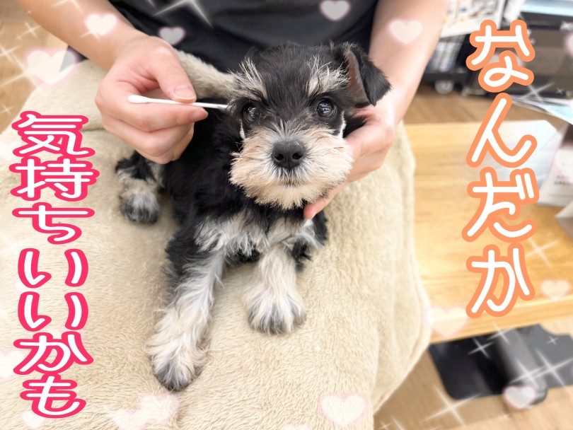 耳掃除 | ミニチュア・シュナウザー （14-310） - 城山店
